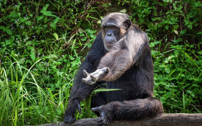 Αττικό Ζωολογικό Πάρκο για τον νεκρό χιμπατζή: «Πρώτο μας μέλημα η ασφάλεια των επισκεπτών» (vid)