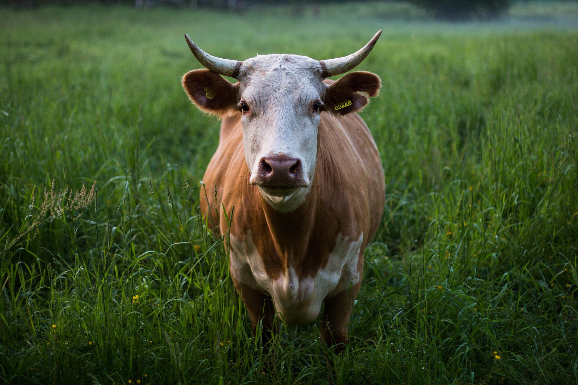 Νέα Ζηλανδία: Βάζει φόρο στο… ρέψιμο των αγελάδων!