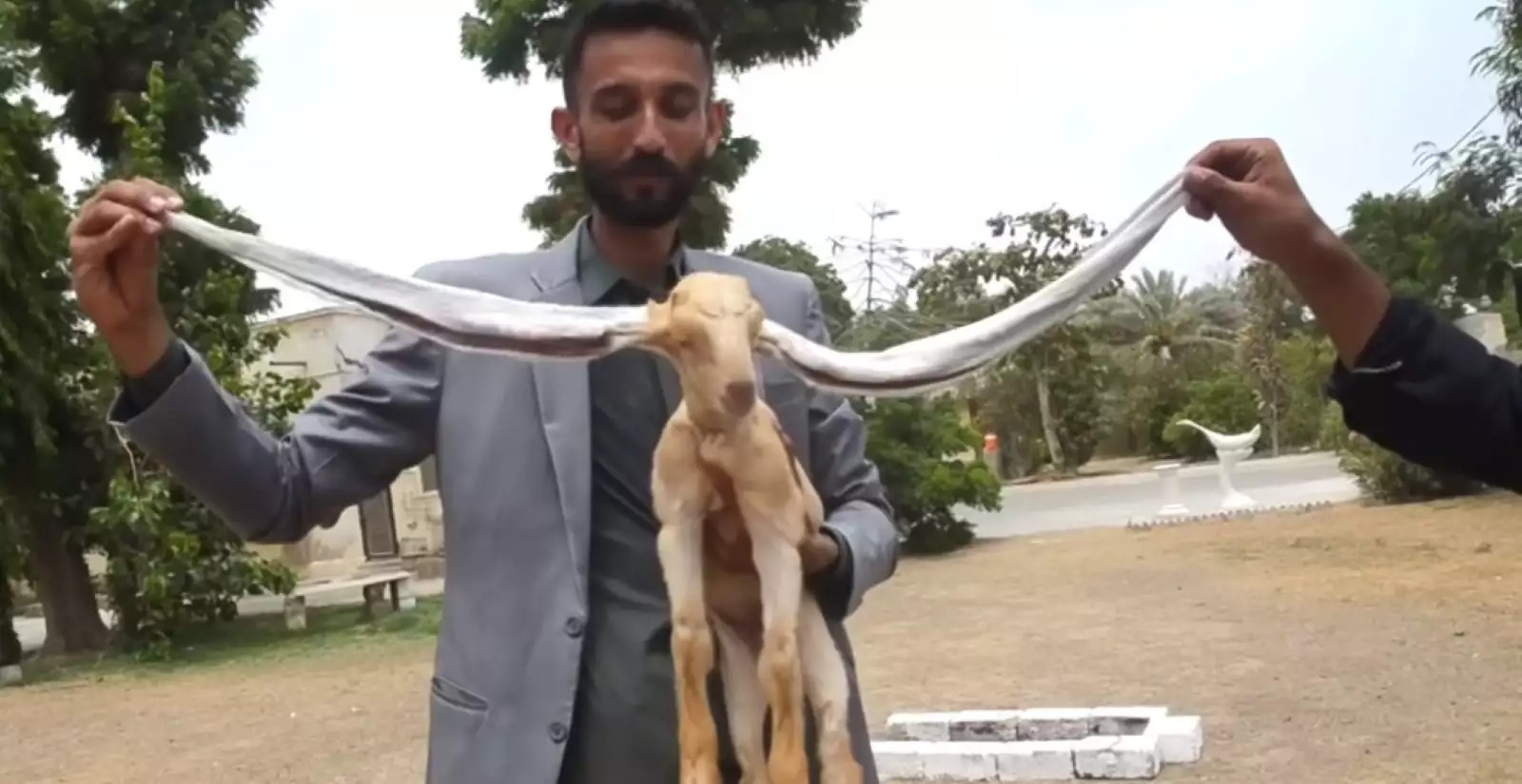 Παγκόσμιο viral o Σίμπα το κατσικάκι που έχει αυτιά μεγαλύτερα από το σώμα του! video