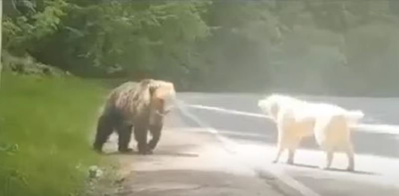 Μέτσοβο: Σκύλος «τα βάζει» με αρκούδα και βγαίνει νικητής (vid)