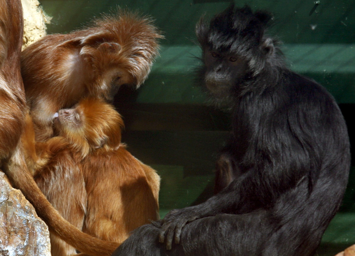 Μαϊμούδες σε ζωολογικό κήπο απέκτησαν το… δικό τους Netflix!