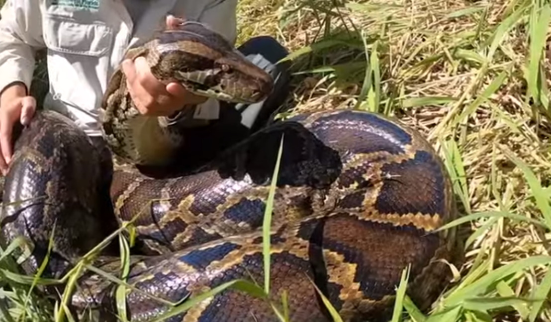 Πύθωνας… σχεδόν 100 κιλών! Εντοπίστηκε στην Φλόριντα το βαρύτερο φίδι στον κόσμο (video)