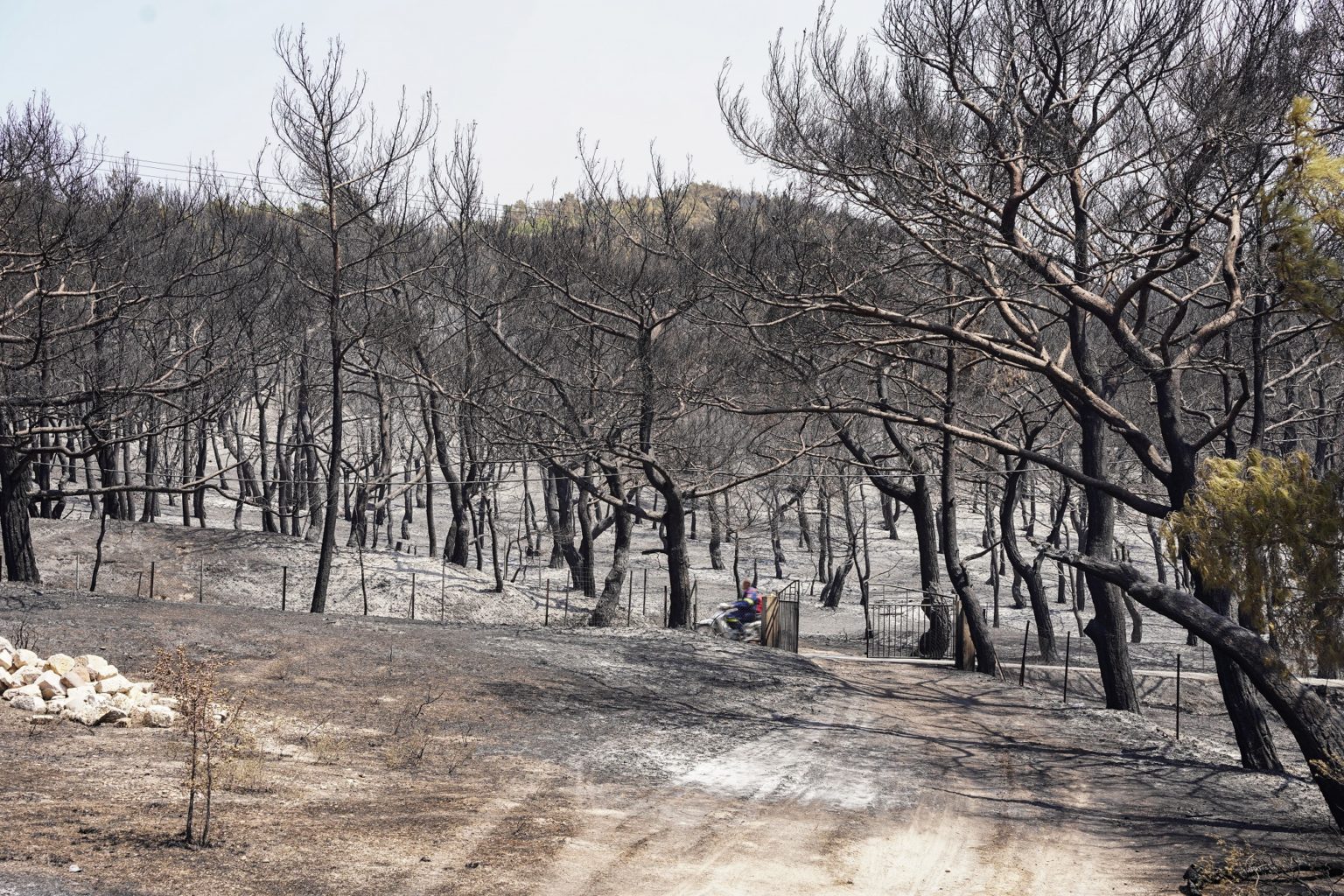 Φωτιά τώρα: Συνεχίζεται για 6η μέρα η φωτιά στη Δαδιά Έβρου – Δύο τα μέτωπα στη Λέσβο- Σε ύφεση στα Κρέστενα