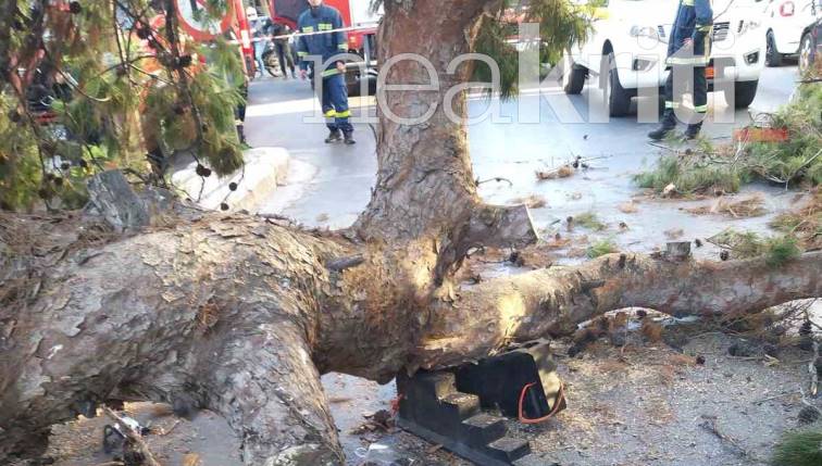 Τραγωδία στο Ηράκλειο: Θλίψη για τον 51χρονο που καταπλακώθηκε από δέντρο