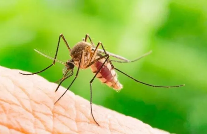 Τι ελκύει τα κουνούπια σαν μαγνήτης και τι τα απωθεί