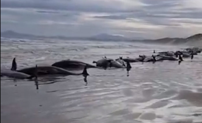 Αυστραλία: Πάνω από 200 φάλαινες ξεβράστηκαν στην Τασμανία – Συγκλονιστικό βίντεο