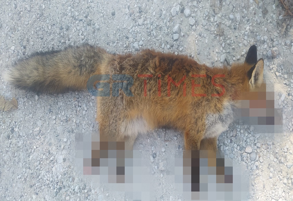 Κτηνωδία στην Καστοριά: Βασάνισαν και ακρωτηρίασαν αλεπού (σοκαριστικό βίντεο)