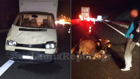 Καρδίτσα: Αγελάδα… προκάλεσε τροχαίο στην Εθνική οδό Λαμίας- Καρδίτσας
