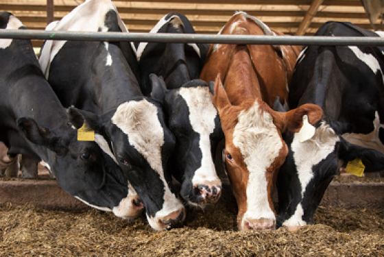 Θανατηφόρα νόσος πλήττει βοοειδή στη νότια Ευρώπη – Πώς συνδέεται με την κλιματική αλλαγή