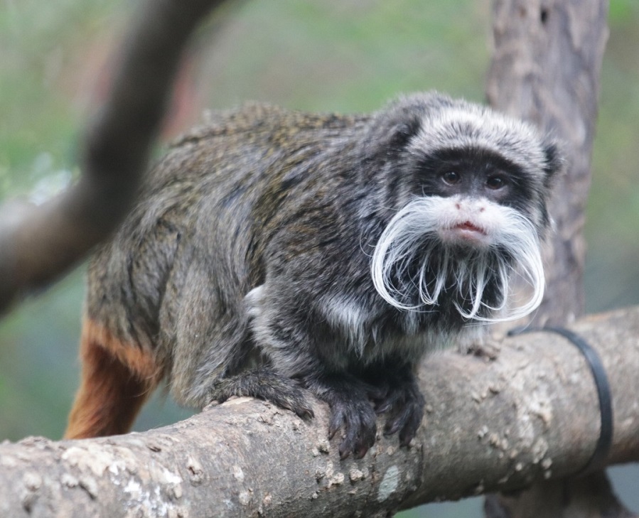 ΗΠΑ: Δύο σπάνιοι πίθηκοι εξαφανίστηκαν από τον ζωολογικό κήπο του Ντάλας