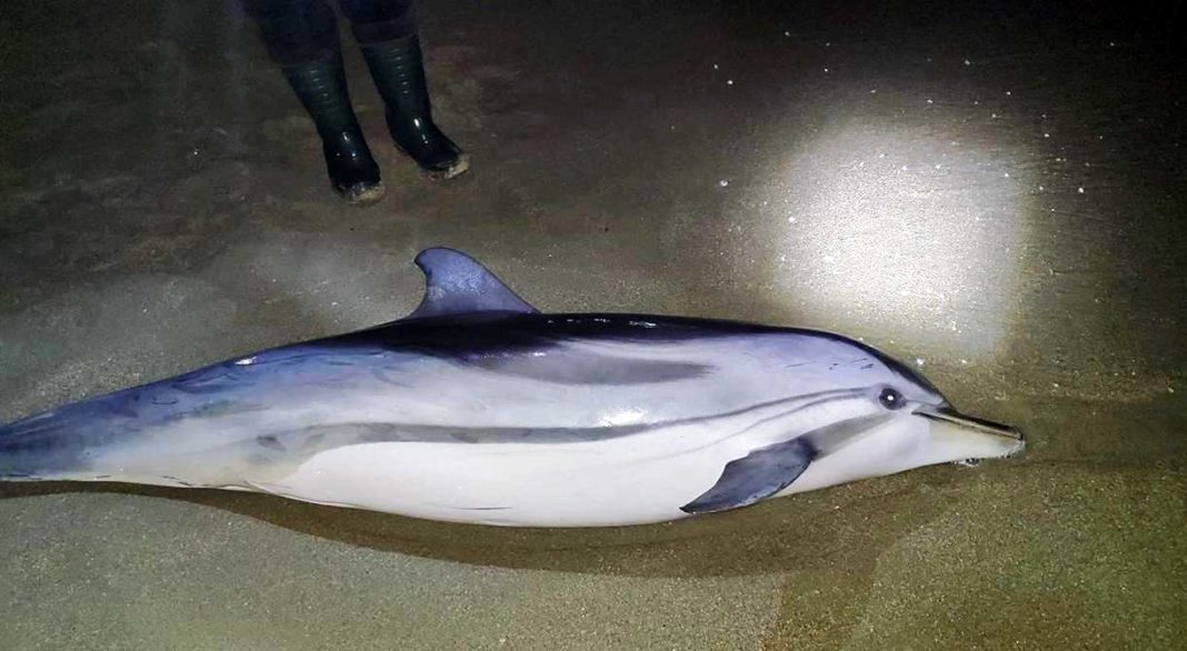 Καβάλα: Δελφίνι ξεβράστηκε στην παραλία της Νέας Καρβάλης