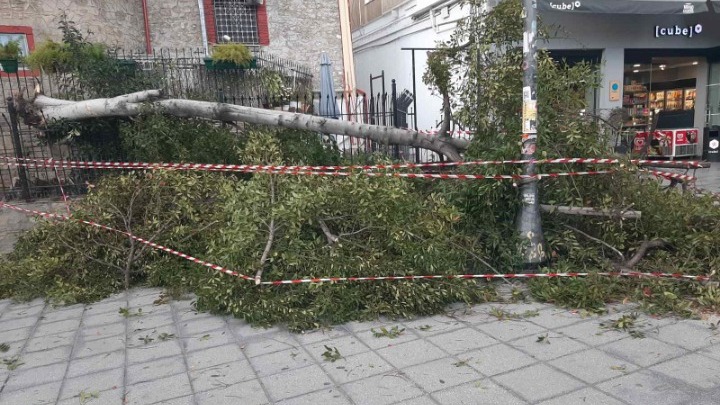 Θεσσαλονίκη: Έπεσαν δέντρα λόγω των ισχυρών ανέμων