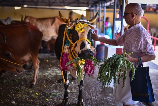 Η σάτιρα απέτρεψε την κατάργηση του Αγίου Βαλεντίνου από την “Ημέρα της αγελάδας”  στην Ινδία