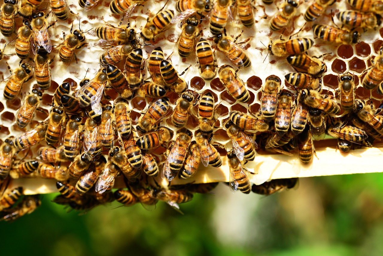 Ξεσηκώθηκαν και οι μελισσοκόμοι: Το κόστος παραγωγής και οι παράνομες ελληνοποιήσεις γονατίζουν τον κλάδο