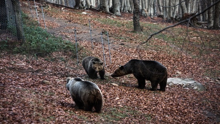 Ξύπνησαν οι αρκούδες στο Νυμφαίο και ψάχνουν για… μεζέ (vid)