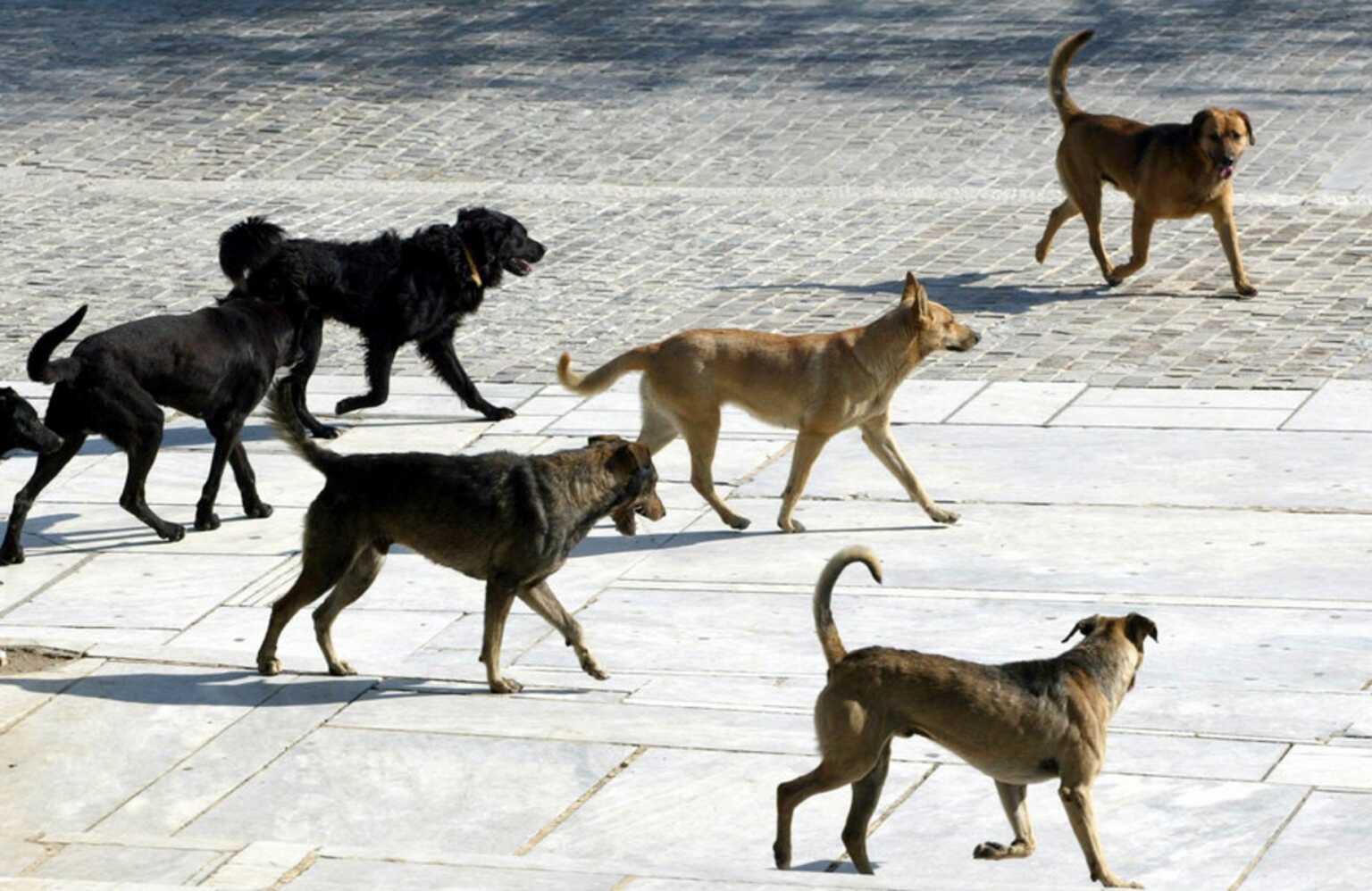 Θεσσαλονίκη: Κακουργηματική δίωξη στον 50χρονο μοναχό για επίθεση σε αδέσποτα σκυλιά