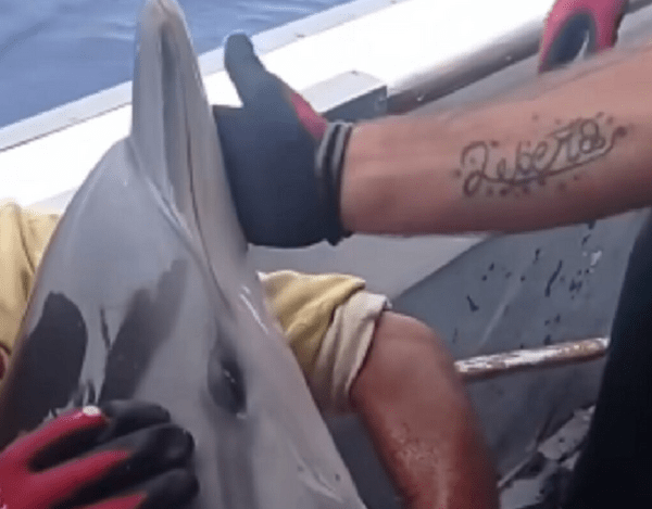 Εσωσαν το δελφίνι που καθόταν σαν μωρό στην αγκαλιά του ψαρά (βίντεο)