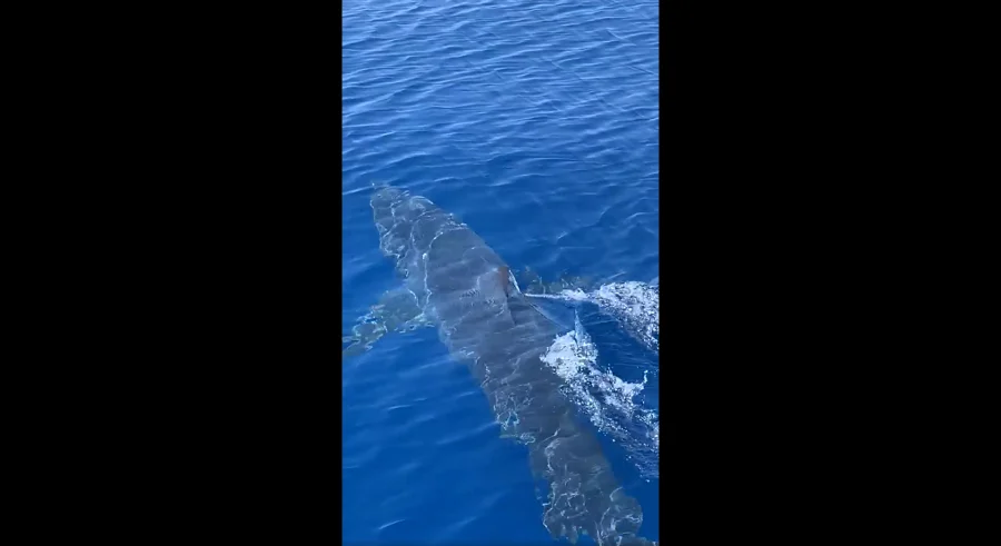 Βίντεο με καρχαρία κοντά στο λιμάνι της Ζακύνθου