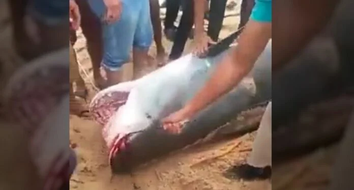 Αποτρόπαιο: Στο στομάχι καρχαρία βρέθηκε το κεφάλι, το στήθος και τα χέρια 23χρονου Ρώσου