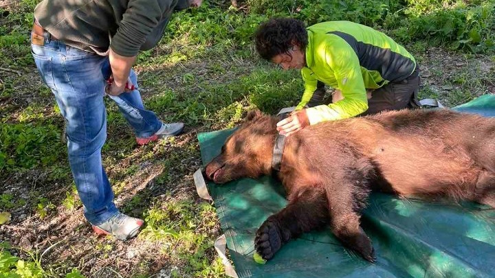 Φλώρινα: «Συνέλαβαν» αρκούδα που… έκλεβε κοτέτσια και της άλλαξαν περιοχή