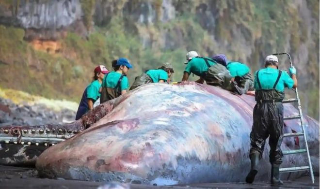 Ενα θησαυρό 500.000 ευρώ έκρυβε στο έντερό της η φάλαινα