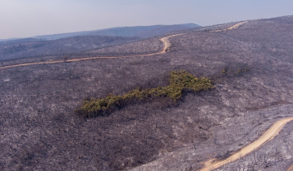 Νέο έγκλημα στον Έβρο: Άδεια για αιολικά σε καμένες περιοχές Natura με τις «ευλογίες» της κυβέρνησης