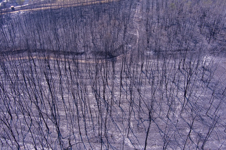 Φωτιές: To ΥΠΕΝ αμφισβητεί τις δορυφορικές εικόνες με τις καμένες εκτάσεις – «Χαμηλής ευκρίνειας» με σημαντικό περιθώριο λάθους