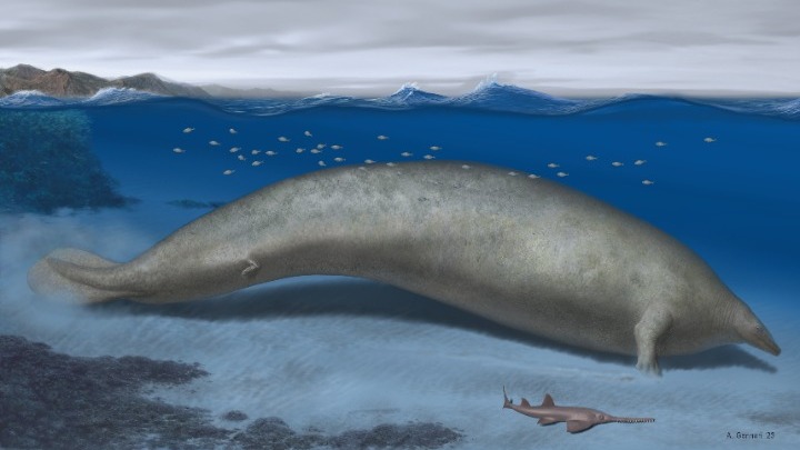 Φάλαινα ηλικίας 39 εκατομμυρίων ετών, το βαρύτερο ζώο που έχει καταγραφεί