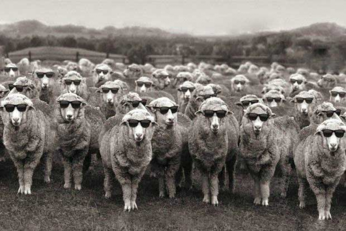 Πρόβατα έφαγαν φαρμακευτική κάνναβη και εκτός από ζημιά έκαναν και κεφάλι