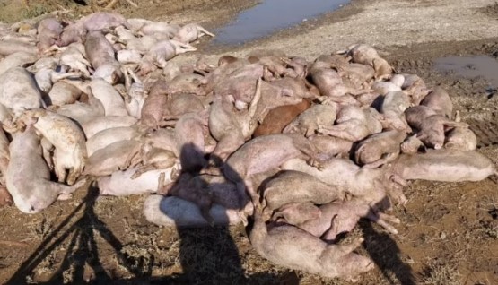 Θεσσαλία: Υγειονομική βόμβα τα νεκρά ζώα – Απειλή η λεπτοσπείρωση – Υπάρχει φόβος για χολέρα;