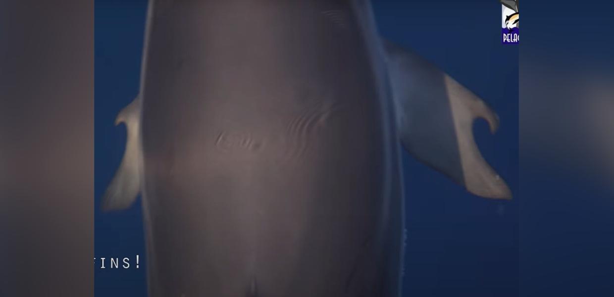 Κορινθιακός κόλπος: Εντοπίστηκε σπάνιο δελφίνι με αντίχειρες (βίντεο)