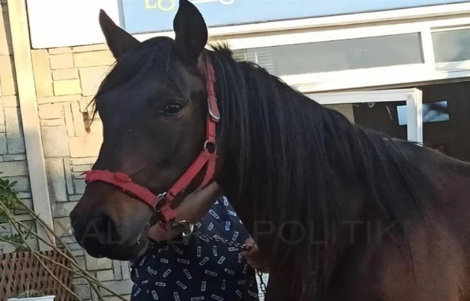 Χαλκιδική: Άλογο «μπούκαρε» σε επιχείρηση – Έκανε θρύψαλα την τζαμαρία