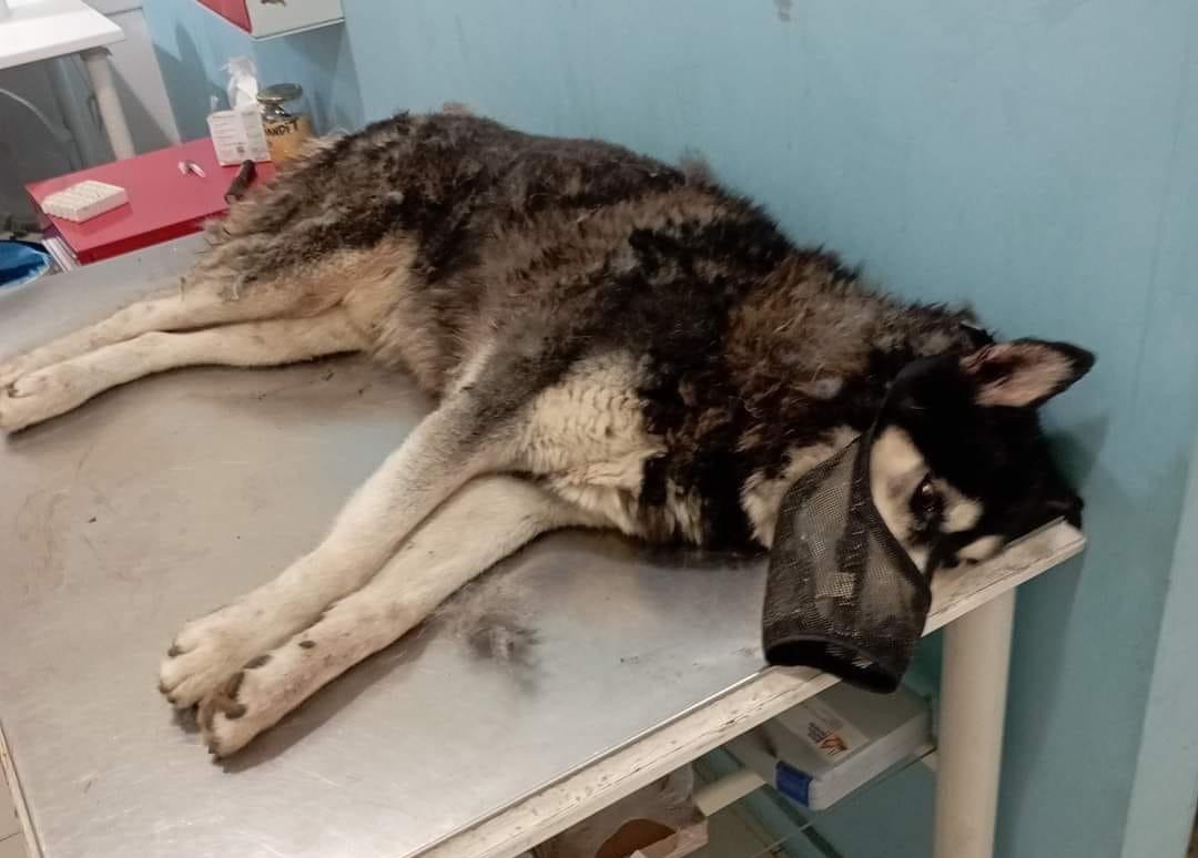 Αράχωβα – Ολιβερ: Ανθρωπος κακοποίησε και σκότωσε το σκυλί