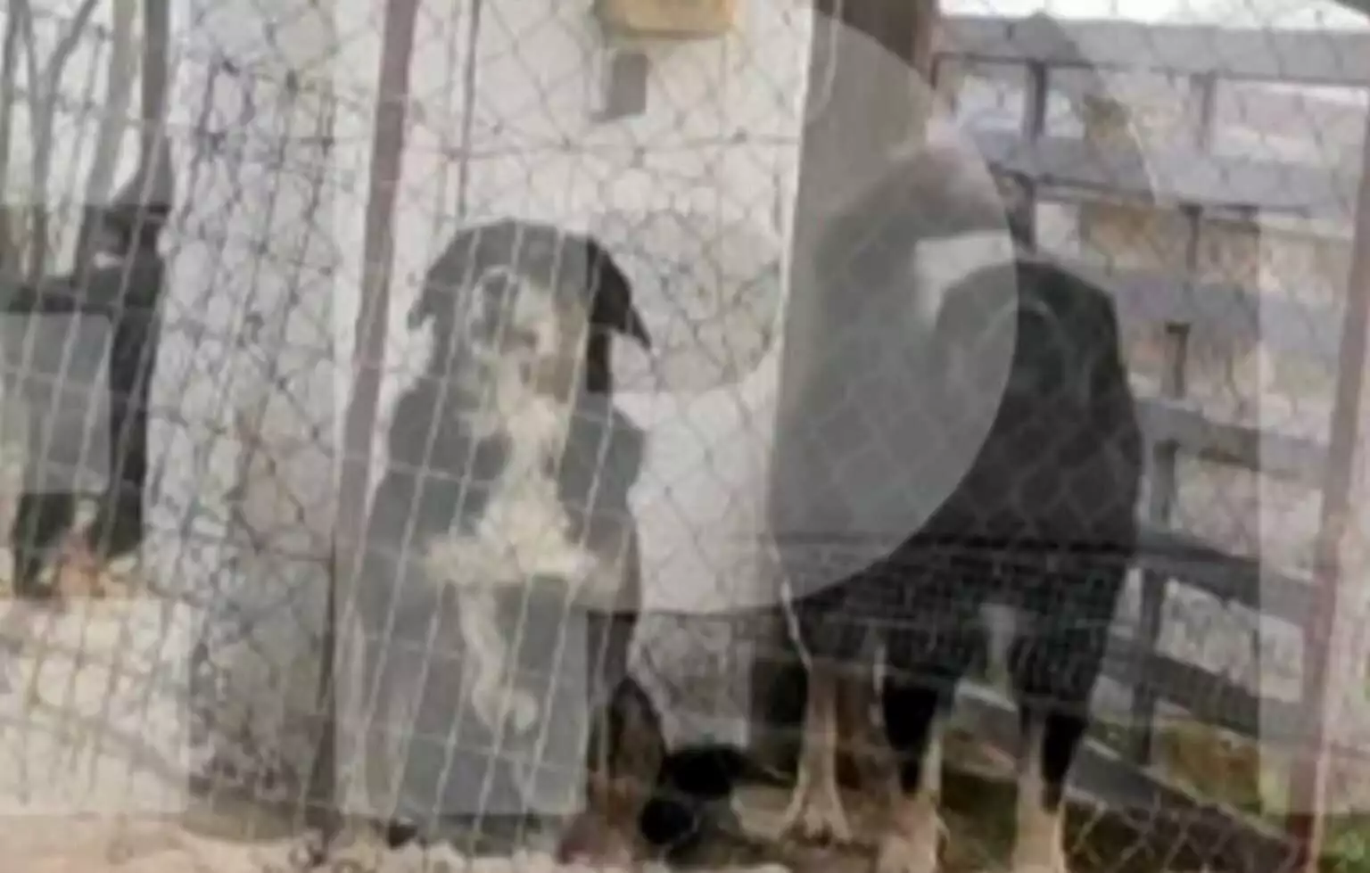 Θεσσαλονίκη: «Ο θόρυβος από το αλυσοπρίονο προκάλεσε την επίθεση των σκυλιών», είπε στην απολογία του ο ιδιοκτήτης