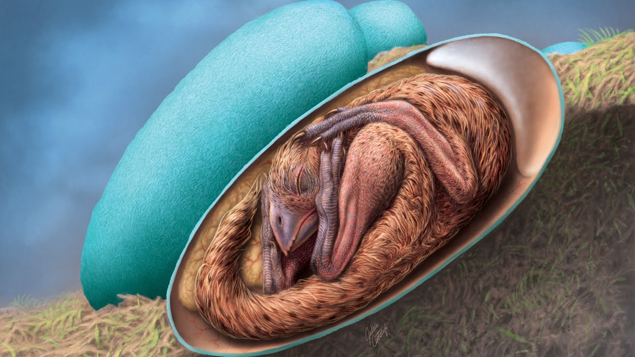 Τρομακτικό: Βρέθηκε έμβρυο δεινοσαύρου σε απολιθωμένο αυγό