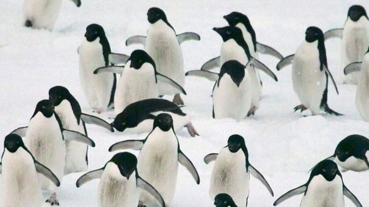 Ανταρκτική: Γρίπη των πτηνών εντοπίστηκε σε πιγκουίνους – Πέθαναν 200 νεοσσοί