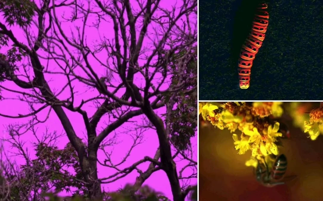 Επαναστατική εφεύρεση: Κάμερα δείχνει τα χρώματα που βλέπουν τα ζώα