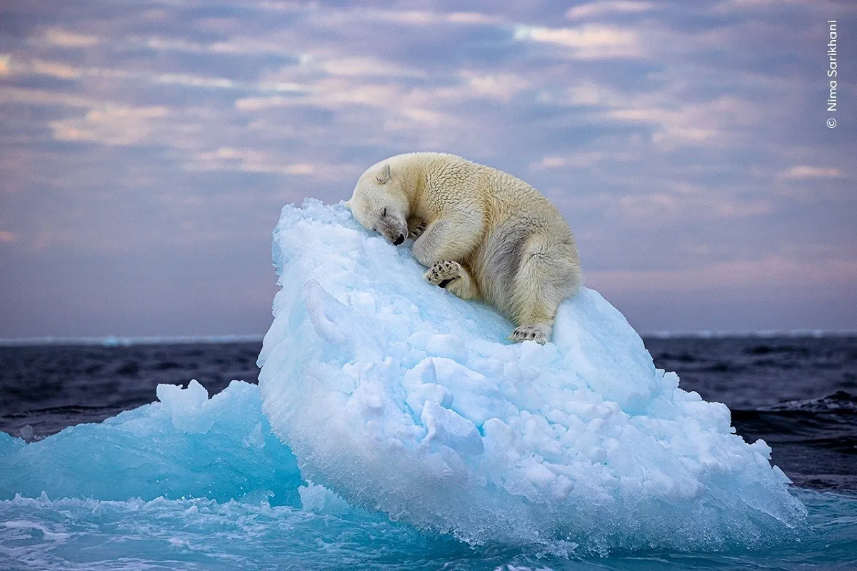 Η αρκούδα κοιμάται στην κορυφή ενός παγόβουνου – Βραβείο στη φωτογραφία