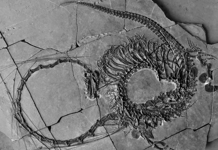 Βρέθηκε απολιθωμένος «δράκος» 240 εκατομμυρίων ετών
