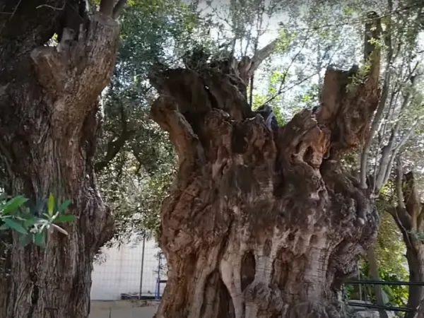 Μία ελιά από την ναυμαχία της Σαλαμίνας – Ενα δέντρο 2.500 ετών
