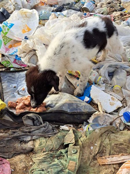 Χωματερή Ξάνθης: SOS για 500 σκύλους που αργοπεθαίνουν