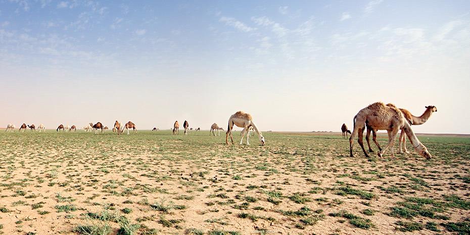 Καμήλες βόσκουν στην έρημο της Σαουδικής Αραβίας που πρασίνισε (βίντεο)