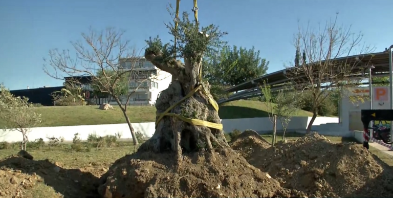 Δoύκας: Σώσαμε υπεραιωνόβια δέντρα που θα γινόταν καυσόξυλα – Πάνω από 1.600 δέντρα φυτεύτηκαν από τον Ιανουάριο στην Αθήνα