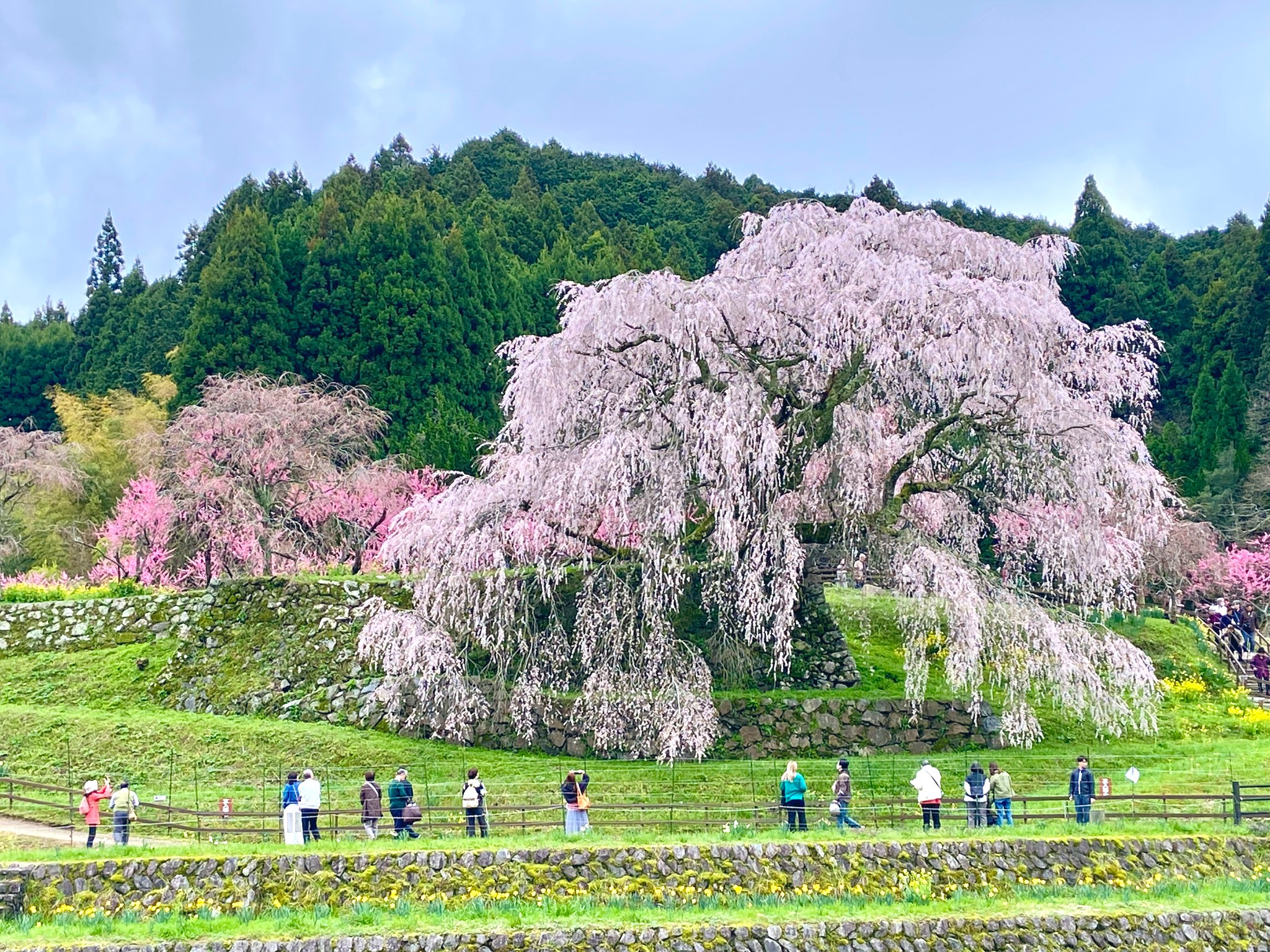 Ιαπωνία: «Μαγικό θέαμα» οι ανθισμένες κερασιές στο Τόκιο